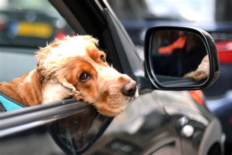 Are Ubers Pet Friendly? Exploring the World of Furry Passengers