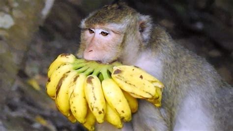 How Much Is It for a Pet Monkey, and Why Do Bananas Cost More Than Apples?