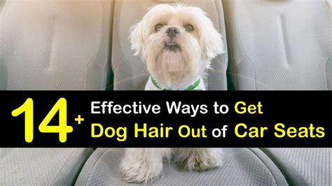 How to Remove Pet Hair from Car: A Comprehensive Guide to Tackling Furry Messes