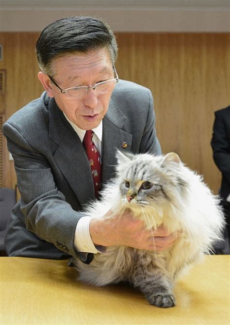 住みたい都道府県ランキング：もしも猫が県知事になったら？