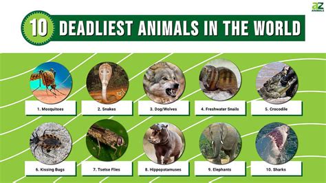 What is the Most Dangerous Animal in the US? And Why Do We Keep Pretending It’s the Alligator?